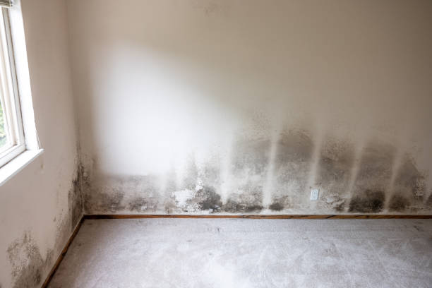  Arlington Heights, PA Mold Removal Pros